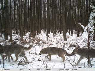 Illustration for article titled Wildlife Is Making a Comeback at Chernobyl — Now That People Have Left